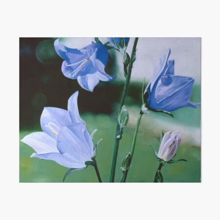 "Campanula" - Pale blue Hare Bells Art Board Print