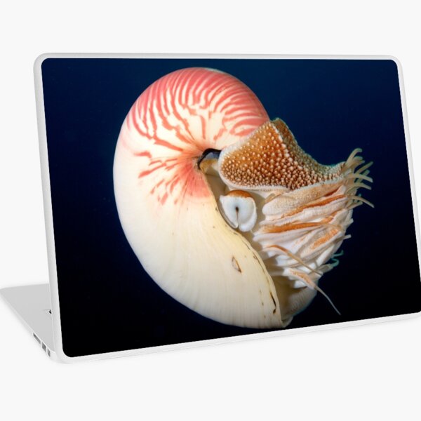 Chambered Nautilus Laptop Skin