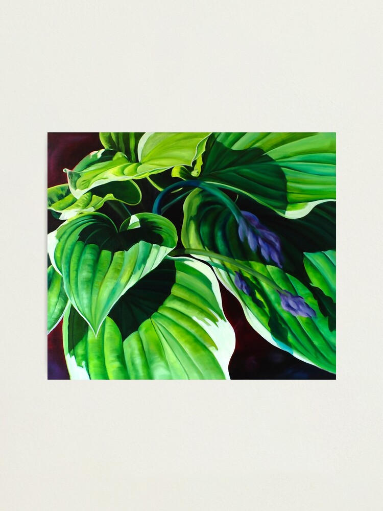 Thumbnail 1 of 3, Photographic Print, "Has Visto La Hosta" - green hosta leaves designed and sold by jknowles.