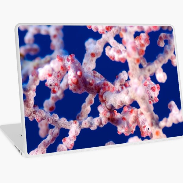 Pygmy Seahorses Laptop Skin