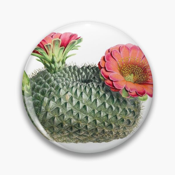 Item preview, Vintage fishhook cactus illustration designed and sold by AntiquusForma.