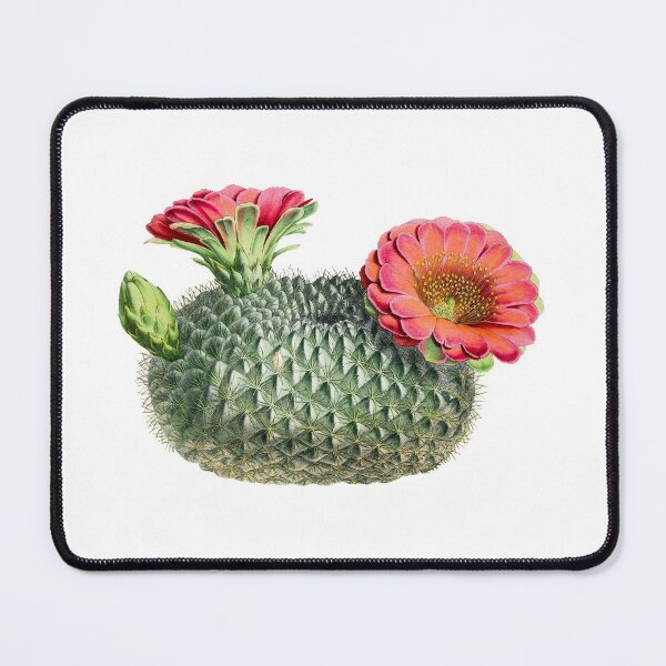 Item preview, Vintage fishhook cactus illustration designed and sold by AntiquusForma.