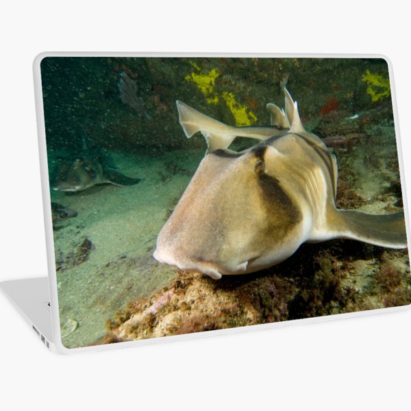 Port Jackson Shark Laptop Skin