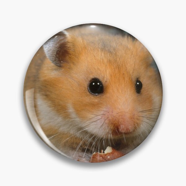 Item preview, Cute Pet Golden Hamster Eating a Hazelnut designed and sold by ScienceSource.