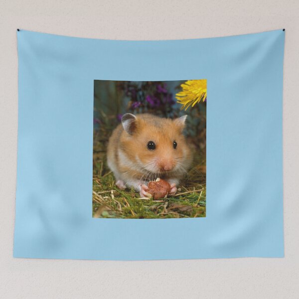 Item preview, Cute Pet Golden Hamster Eating a Hazelnut designed and sold by ScienceSource.