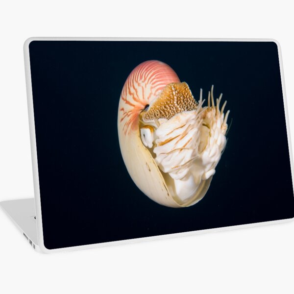 Chambered Nautilus Laptop Skin