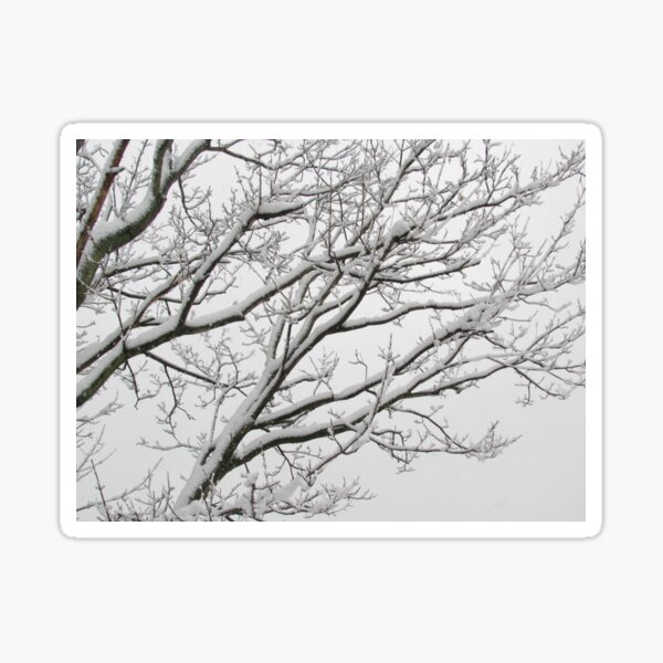 Snowy Branches Sticker