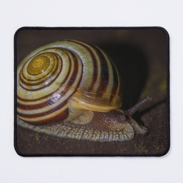 Item preview, Banded Mysterysnail designed and sold by Bill Spengler's Photographic Thoughts.