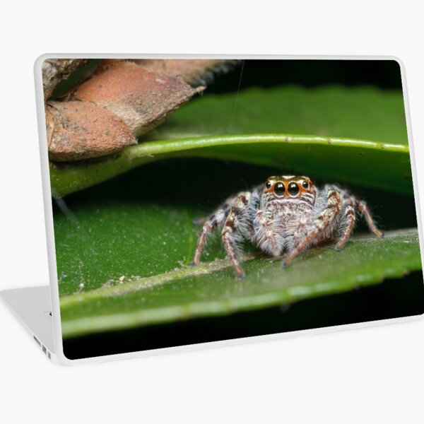Garden Jumping Spider Laptop Skin