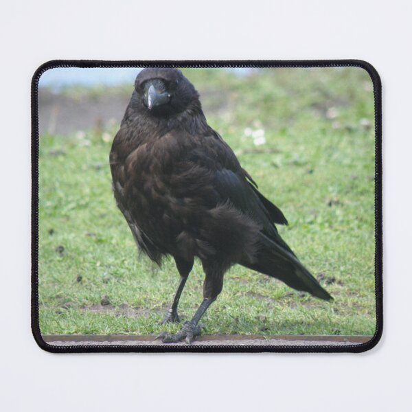 Item preview, Posing Carrion Crow Photograph designed and sold by naturegallery.