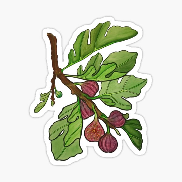 "Figs " Sticker for Sale by CitlaliElena Redbubble