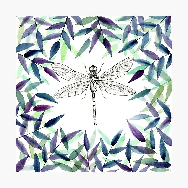 Dragonfly Photographic Print