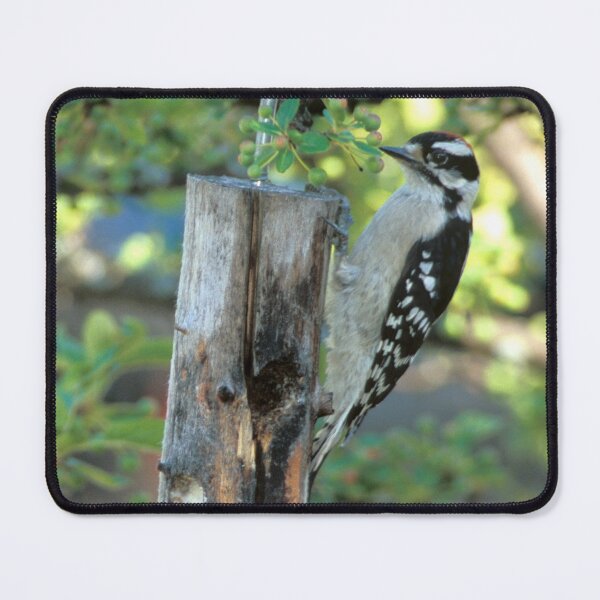 Item preview, Downy Woodpecker #2 designed and sold by Bill Spengler's Photographic Thoughts.