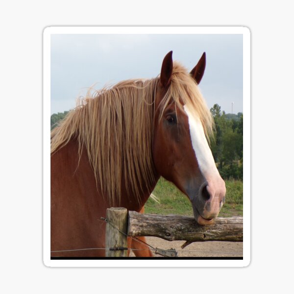 Aperçu de l'œuvre Tête de cheval rouge créée et vendue par AlicesArtistry.