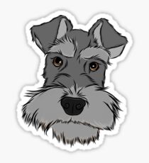 Adorable Miniature Schnauzer Sticker