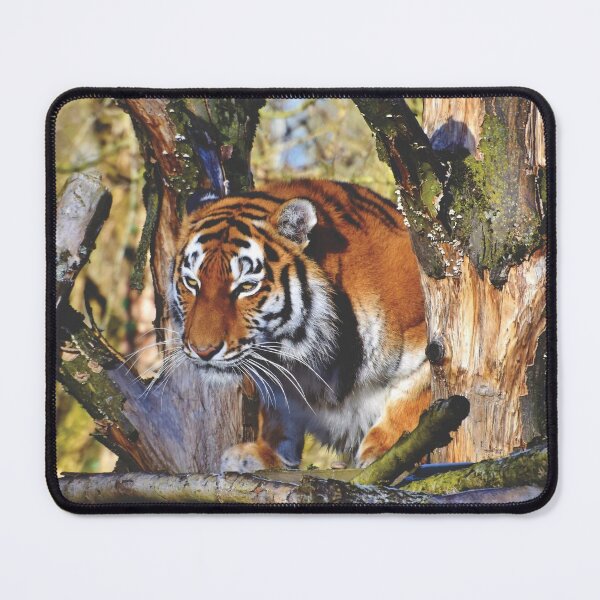 Item preview, Morning Prowling Apex Tiger designed and sold by TheWildFlix.