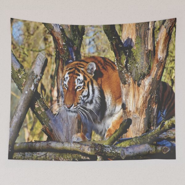Item preview, Morning Prowling Apex Tiger designed and sold by TheWildFlix.