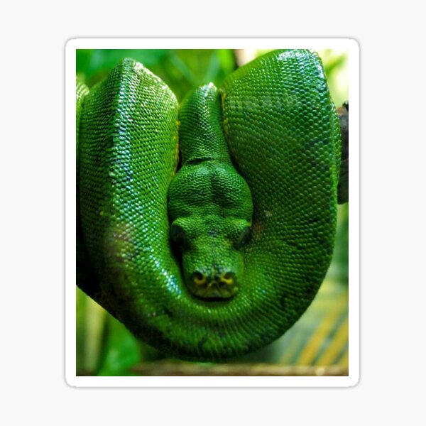 green tree python for sale uk