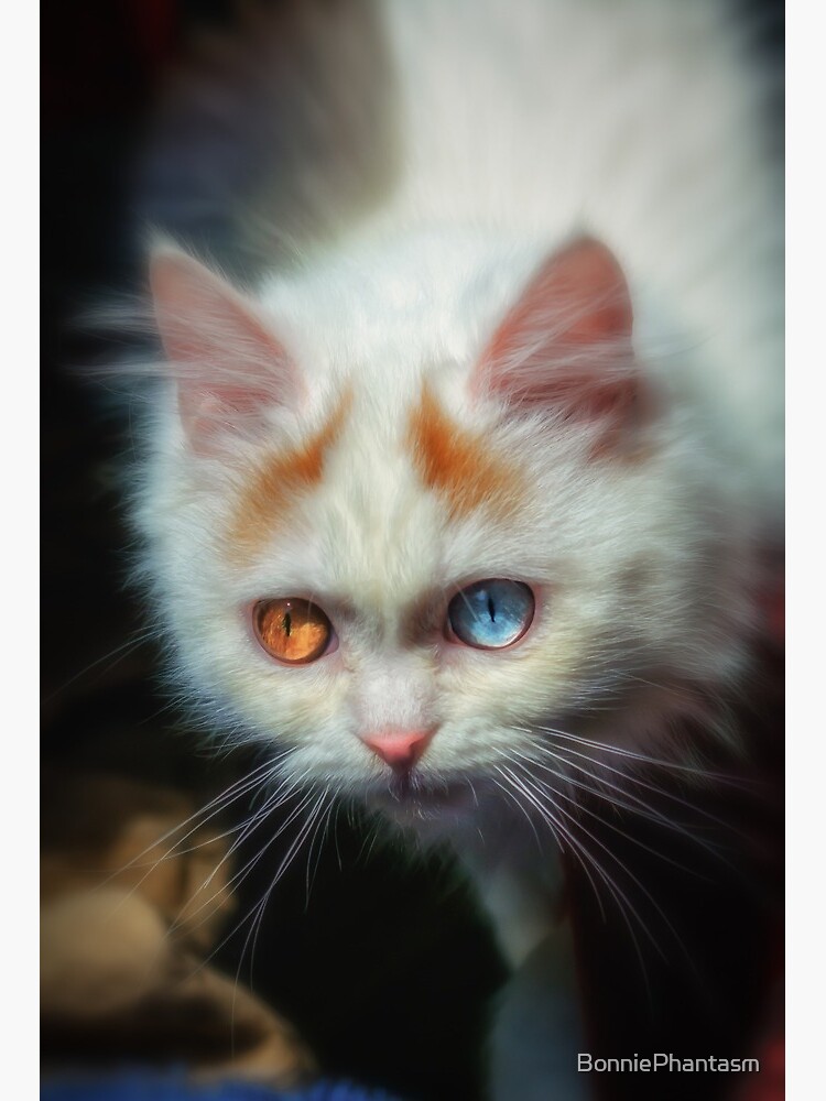 Persian Blue Odd Eyed Kitten For Sale Odd-Eyed Persian Kitten