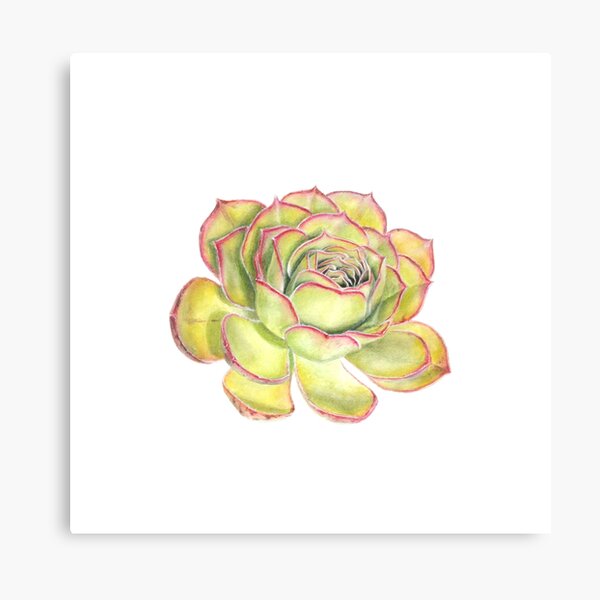 Green & Pink Succulent Flower Original Botanical Artwork by Lisa Kewley Canvas Print