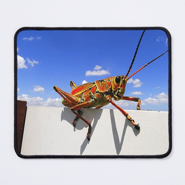 Item preview, Eastern Lubber Up High designed and sold by Jeffrey Mask.