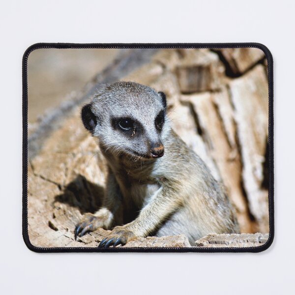 Item preview, Meerkat from Monarto Zoo designed and sold by Linda Hammond.