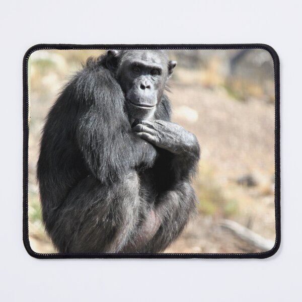 Item preview, Chimpanzee Monarto Zoo designed and sold by Linda Hammond.