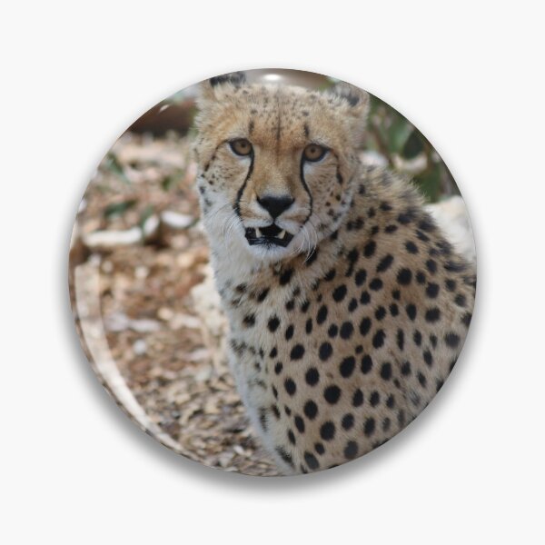Item preview, Cheetah Monarto Zoo designed and sold by Linda Hammond.
