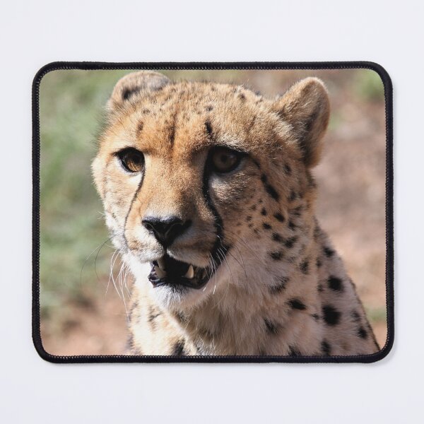 Item preview, Cheetah Monarto Zoo designed and sold by Linda Hammond.