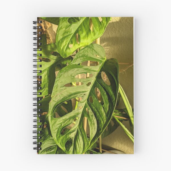Item preview, Monstera adansonii designed and sold by iloveplantsalot.