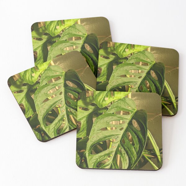 Item preview, Monstera adansonii designed and sold by iloveplantsalot.