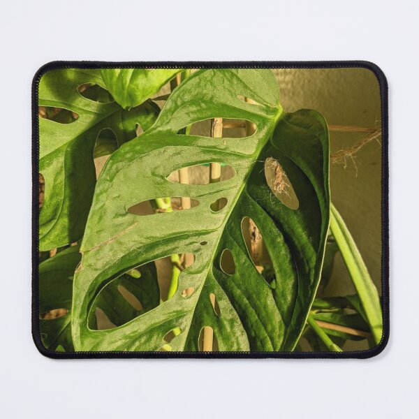 Item preview, Monstera adansonii designed and sold by iloveplantsalot.