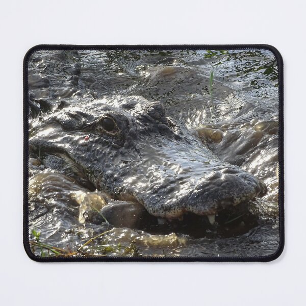 Item preview, Gator Chomping on a Pleco designed and sold by Jeffrey Mask.