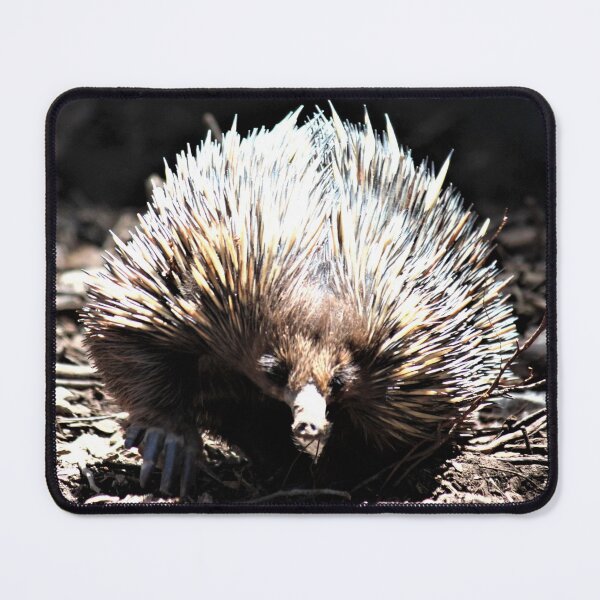 Item preview, Echidna designed and sold by Linda Hammond.