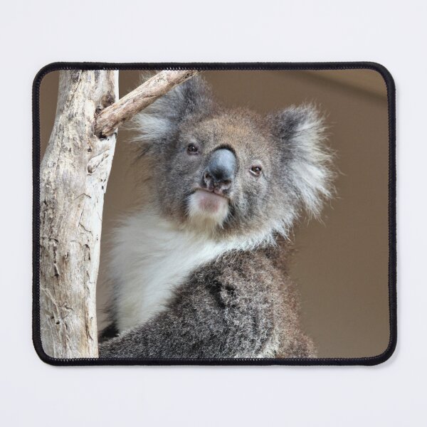 Item preview, Koala designed and sold by Linda Hammond.