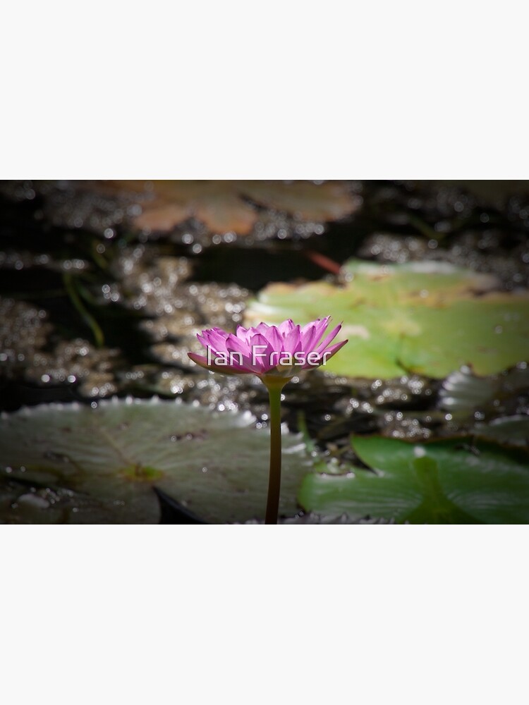 Water Lilly by Mowog