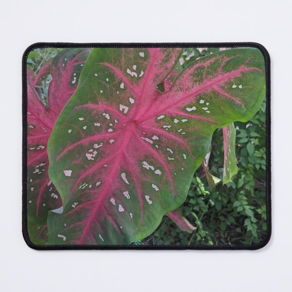 Item preview, Caladium plant designed and sold by iloveplantsalot.