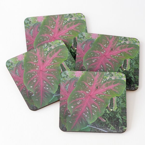 Item preview, Caladium plant designed and sold by iloveplantsalot.
