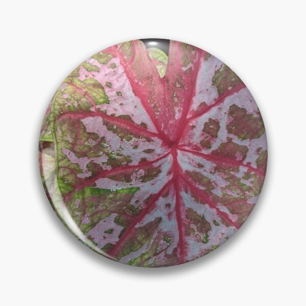 Item preview, Caladium #2 designed and sold by iloveplantsalot.