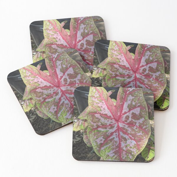Item preview, Caladium #2 designed and sold by iloveplantsalot.