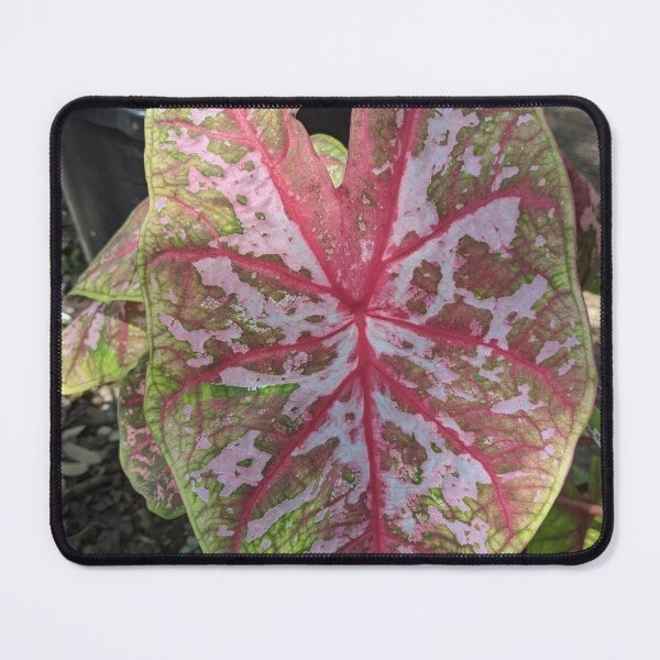 Item preview, Caladium #2 designed and sold by iloveplantsalot.