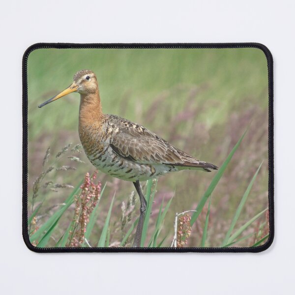 Item preview, Black tailed godwit designed and sold by Anita van Gendt.