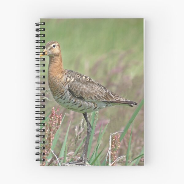 Item preview, Black tailed godwit designed and sold by Anita van Gendt.
