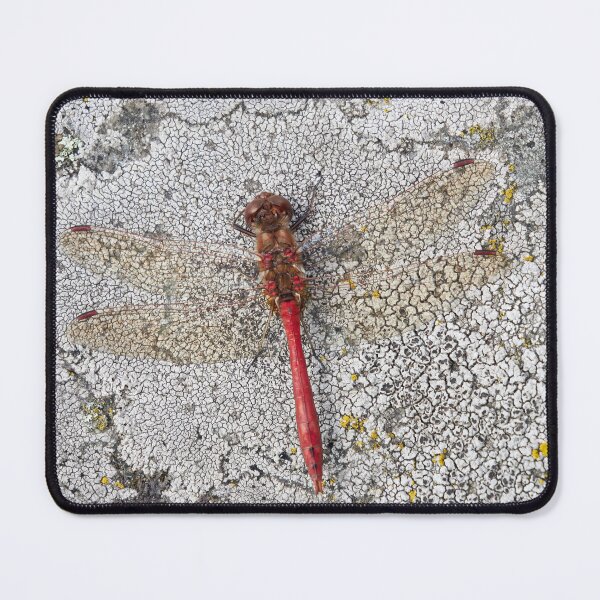 Item preview, Vagrant darter on Rhizocarpaceae designed and sold by Jouko Lehto Photography.