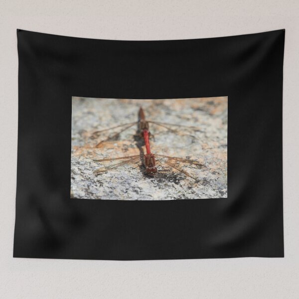 Item preview, Vagrant darter tandem designed and sold by Jouko Lehto Photography.