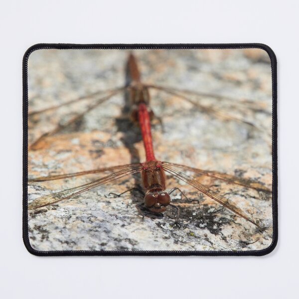 Item preview, Vagrant darter tandem designed and sold by Jouko Lehto Photography.
