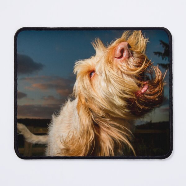 Item preview, Barking sunset Spinone designed and sold by FOLK ART FUSION.