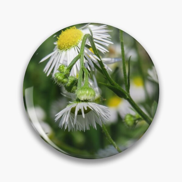 Item preview, close up of common dasies designed and sold by Ann Biddlecombe.