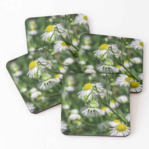 Item preview, close up of common dasies designed and sold by Ann Biddlecombe.
