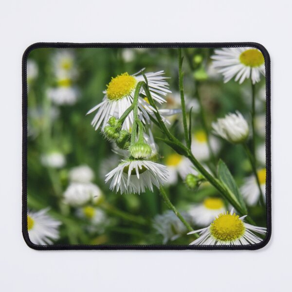 Item preview, close up of common dasies designed and sold by Ann Biddlecombe.